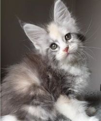 Mainecoon Kittens For Sale