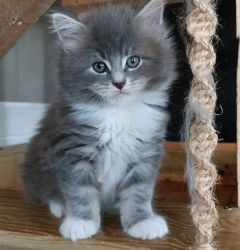 Mainecoon Kittens For Sale 1