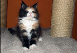 Beautiful Maine Coon kittens for sale.