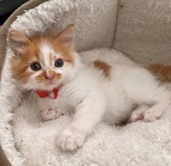 Adorable Kitten