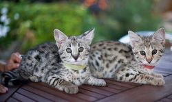 African Serval, f1 - f6 savannah kittens and maine coon kittens for sa
