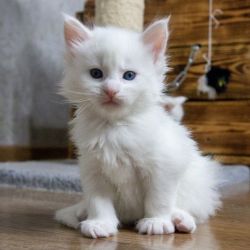 Kittens for sell