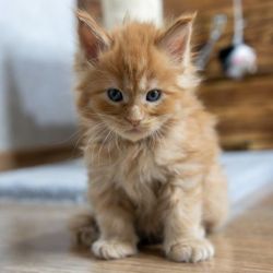 MaineCoon kitten for adoption