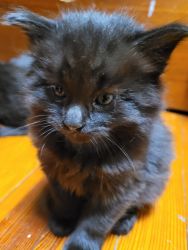 Mainecoon kitten