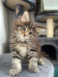 Adorable maine coon kittens for good homes