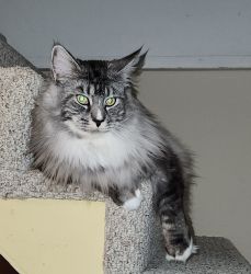 Maine Coon for sale