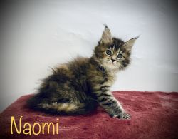 Pedigreed Maine coon kittens