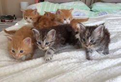 AVAILABLE MAINE COON KITTENS