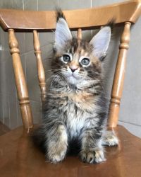 Maine coon kittens for adoption
