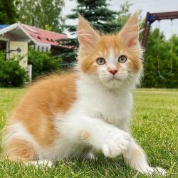 Adorable Maine Coon Kittens Ready To Go