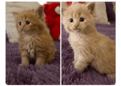 Big Maine Coons female kittens
