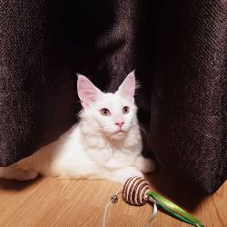 Adorable Maine Coon Kitten