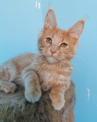 Quality, Health Tested Maine coons Kittens