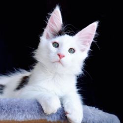 Health Tested Maine coons Kittens