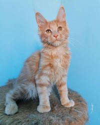 Quality, Tested Maine coons Kitten