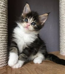 Three stunning Maine Coons kittens for sale.
