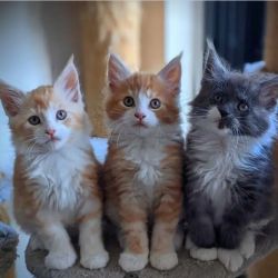 Maine coon kittens for good homes