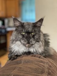 Loving Easy Going Maine Coon