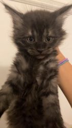 7 week cat for sell