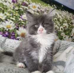 Beautiful Maine coon available