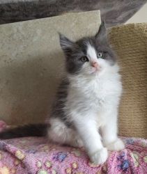 Maine coon kitten available for sale