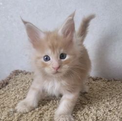 Maine coon available now