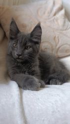 Maine Coon Kitty For Adoption