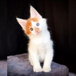 Health Tested Maine coons Kittens