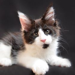 Cute tested male and female maine coon kittens