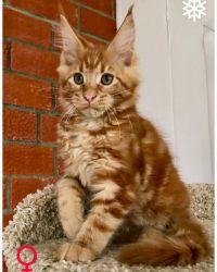 Tested male and female maine coon kittens
