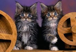 NICE LOOKING MAINE COON KITTENS LOOKING FOR A NEW HOME