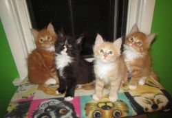 ADORABLE MAINE COON KITTENS READY TO GO.