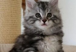 MAINE COON KITTENS