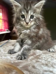 Mainecoons kittens silver marble gerl , pedigree , cream