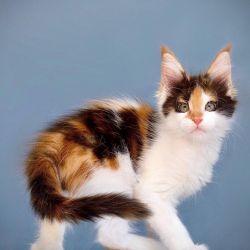 Quality, Health Tested Maine coons kitten