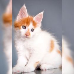 Health Tested Maine coons kitten