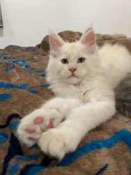 Male Maine Coon Kitten for sale