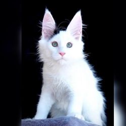 Health Tested Maine coons kitten