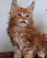 Maine coon Kittens For sale