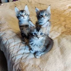 Fluffy maine coon kittens for sale