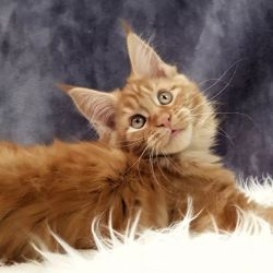 Family Maine Coon Kittens