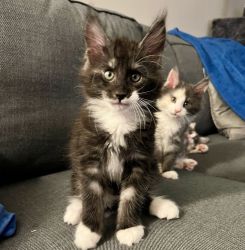 Maine Coon kittens for sale / Maine coon breeder near me