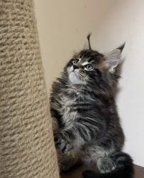 Lovely Maine Coon Kitty