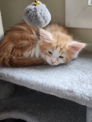 Large maine coon male kittens