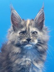 Purebred European Maine Coon Kittens,Polydactyl&Regular 12 weeks,TICA