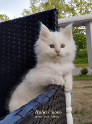 Purebred Maine Coon Kittens - CFA & TICA Registered