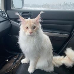 MAINECOON KITTENS FOR SALE