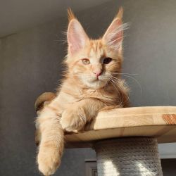 Maine coon cats available