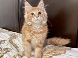 Maine coon kittens for sale available