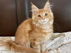 Maine coon kittens for sale near me